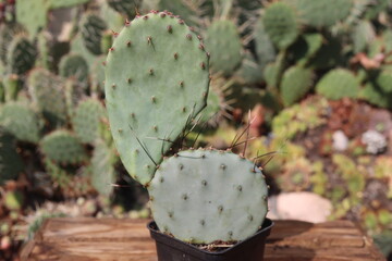kaktus opuncja Opuntia macrocentra 