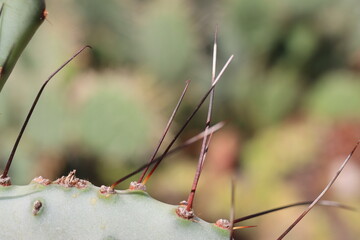 kaktus opuncja Opuntia macrocentra 
