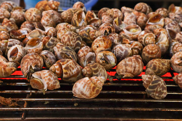 Areola babylon (Babylonia areolata ) or Maculated ivory whelk grilling on grill grates.