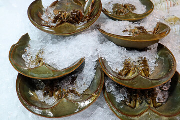 Fresh Horseshoe crabs or Limulus polyphemus displayed, preserved and overturned on ice.