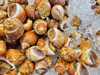 Areola babylon (Babylonia areolata ) or Maculated ivory whelk on ice background image.