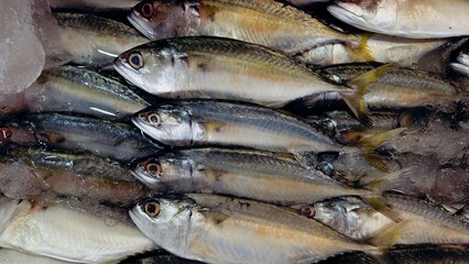 Stack of silver and yellow stripes mackerel fishes display on ice at seafood market. background image