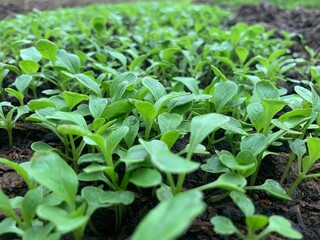 lettuce in the garden