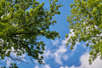 Looking up at the green leafy trees and the blue summer sky in the background