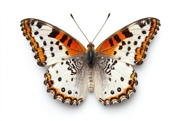 butterfly isolated on white background
