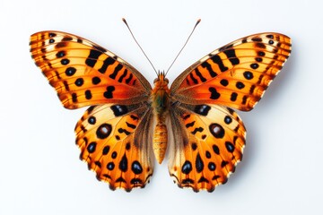 Fototapeta premium butterfly isolated on white background