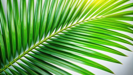Obraz premium Tropical green palm leaf close up , lush, botanical, foliage, tropical, exotic, nature, vibrant, lush, greenery, palm tree