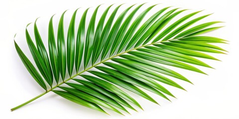 Obraz premium Tropical green palm leaf on white background, tropical, palm leaf, green, exotic, foliage, nature, tropical plant, fresh