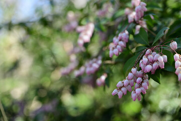 春の花　淡いピンクのアセビの花