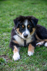 Aussie puppy dog in the park playing with a toy