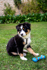 Aussie puppy dog in the park playing with a toy