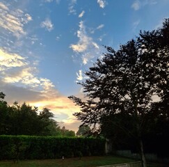 CIELO AL TRAMONTO TRA GLI ALBERI