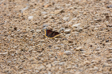 Trauermantel  (Nymphalis Antiopa, Mourning Cloak, Camberwell Beauty) on a path in the Bavarian Forest