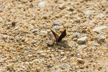 Trauermantel  (Nymphalis Antiopa, Mourning Cloak, Camberwell Beauty) on a path in the Bavarian Forest