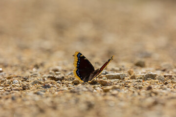 Trauermantel  (Nymphalis Antiopa, Mourning Cloak, Camberwell Beauty) on a path in the Bavarian...