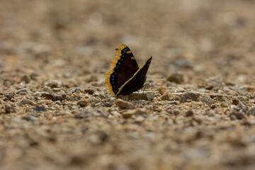Trauermantel  (Nymphalis Antiopa, Mourning Cloak, Camberwell Beauty) on a path in the Bavarian Forest