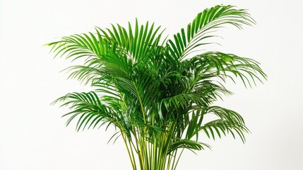 A lush green potted plant with long, feathery leaves against a plain background.