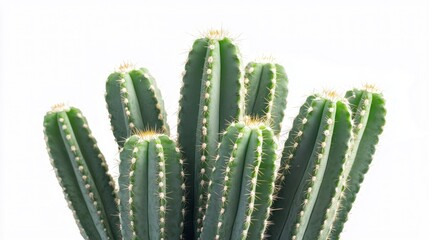 A group of tall, green cactus plants with spines against a white background.