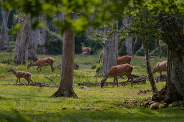 Group of female common deer sitting in the forest and grazing the grass. Wild animals known as Cervus elaphus in sunny weather in the summer season