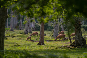 Group of female common deer sitting in the forest and grazing the grass. Wild animals known as...