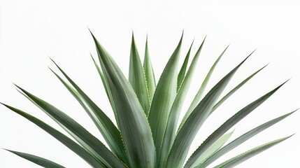 Obraz premium A close-up of a green plant with long, sharp leaves against a white background.