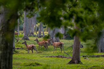 Group of female common deer sitting in the forest and grazing the grass. Wild animals known as Cervus elaphus in sunny weather in the summer season