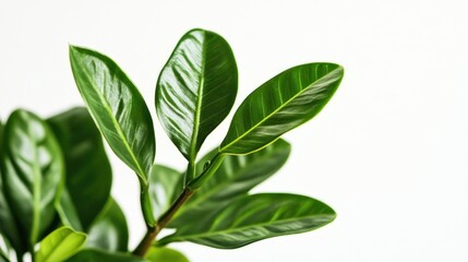 Close-up of glossy green leaves against a light background, showcasing natural beauty.