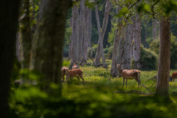 Group of female common deer sitting in the forest and grazing the grass. Wild animals known as Cervus elaphus in sunny weather in the summer season