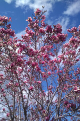 Magnolia plant with pink flowers