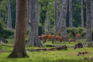 Fototapeta premium Group of female common deer sitting in the forest and grazing the grass. Wild animals known as Cervus elaphus in sunny weather in the summer season