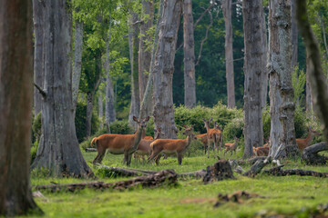 Group of female common deer sitting in the forest and grazing the grass. Wild animals known as Cervus elaphus in sunny weather in the summer season