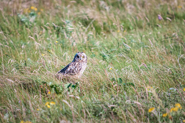 A summer HDR image of a Short Eared Owl, Asio flammeus, aka Catty Face, on the ground staring. Benbecula, Outer Hebrides, Scotland
