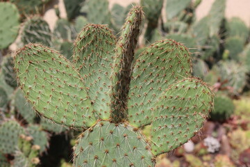 kaktus Opuntia strigil cv. Kurt opuncja