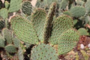 kaktus Opuntia strigil cv. Kurt opuncja