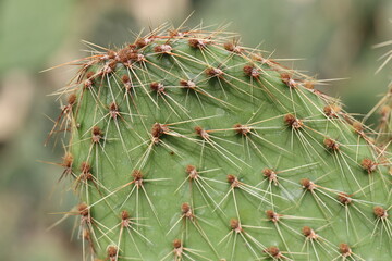 kaktus Opuntia strigil cv. Kurt opuncja