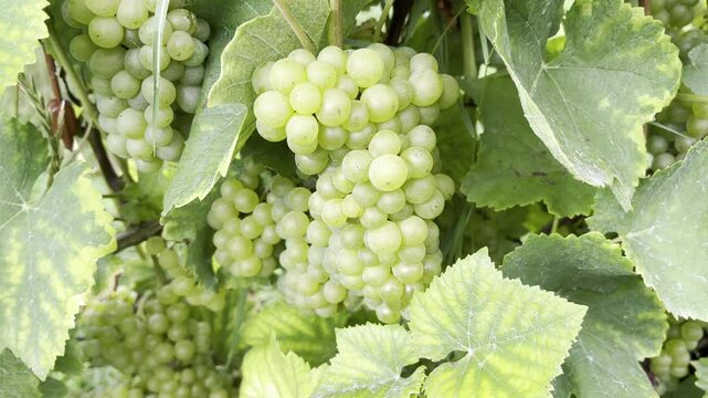 Weisser Raeuschling, Vitis vinifera