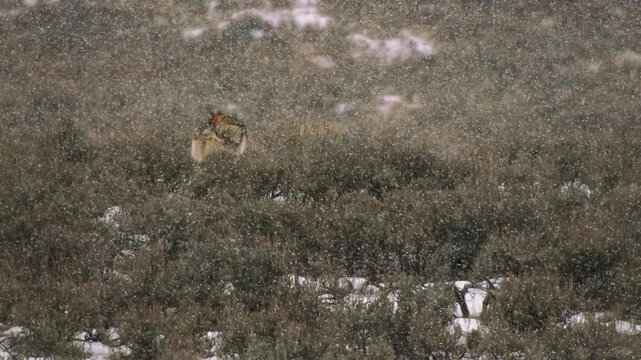 Gray Wolf in snowstorm as snow falls in slow motion - Yellowstone National Park
