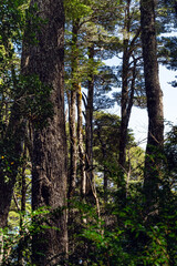 A dense rainforest with native species of trees on the slopes of the Osorno volcano in summer, Los Lagos, Patagonia, Chile