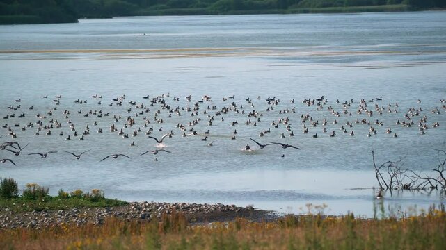flock of birds landing in the lake in 4K in 4K