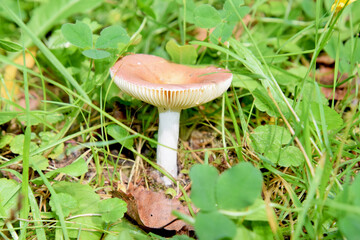 mushroom grows among fallen leaves