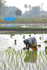 Indian Female Farmer Planting the Crops	
