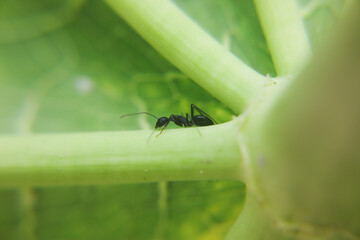 Black ant searching foon on leaf
