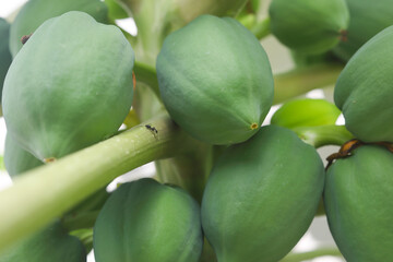 Black ant searching foon on Papaya tree	

