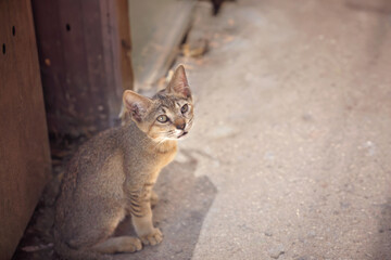 Obraz premium Beautiful brown cat sitting on road