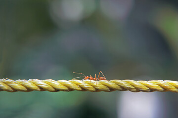 Red ant on the rope	

