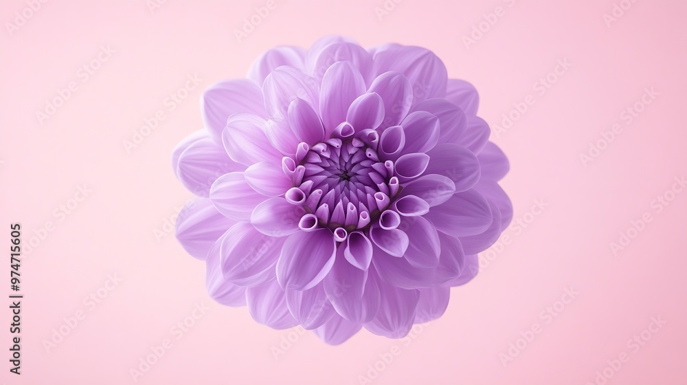 Poster beautiful fresh purple dahlia flower falling in the air isolated on pink background levitation or ze