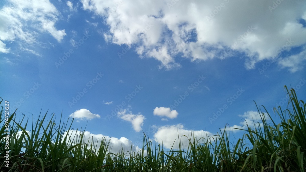 Wall mural green grass and sky