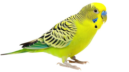 Fototapeta premium green budgie isolated on transparent background