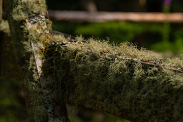 Evernia prunastri grown on a wooden fence. Oak lichen covering the wooden planks