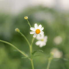 daisy flower